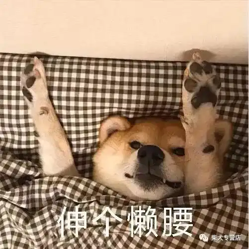  你还不知道吧,柴犬的小肉垫有这么多秘密