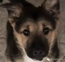  我是中华田园犬,血统纯纯的