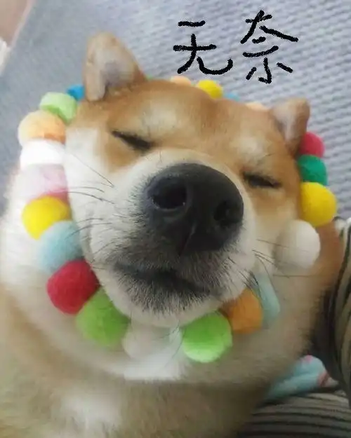 墨镜表情包是什么意思柴