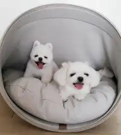  两只颜值逆天的狗狗,你更喜欢谁