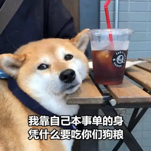  沙雕表情包l老实人必须得到爱情