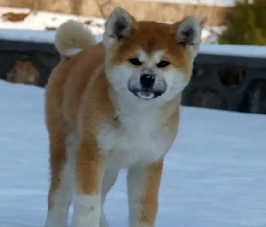  质朴的秋田犬,认准一个目标就不会放过,有很好的认知性