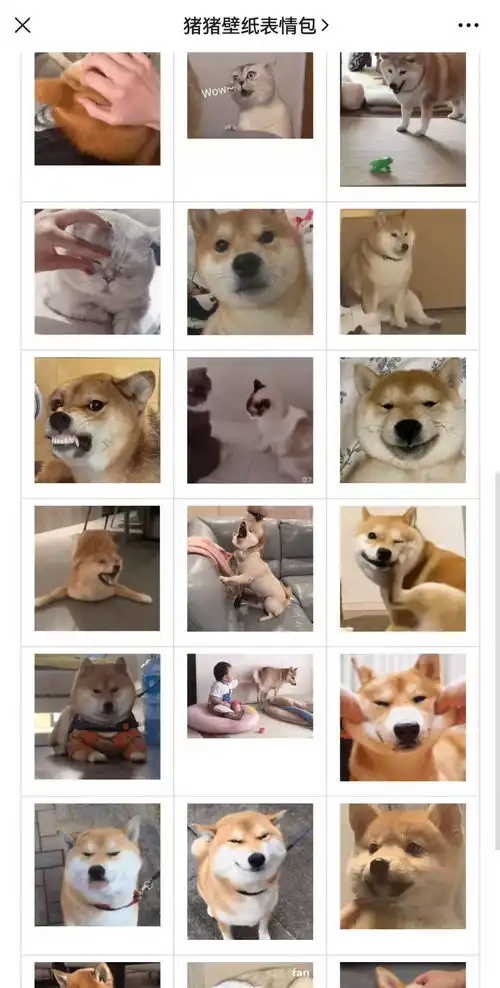 柴犬挨打表情包小动物