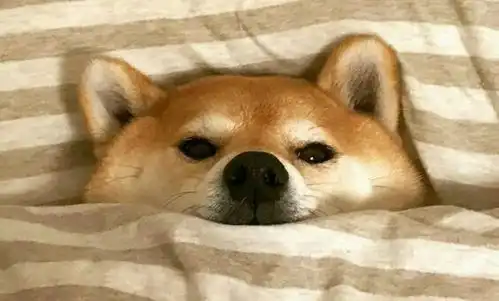  知乎知识库柴犬