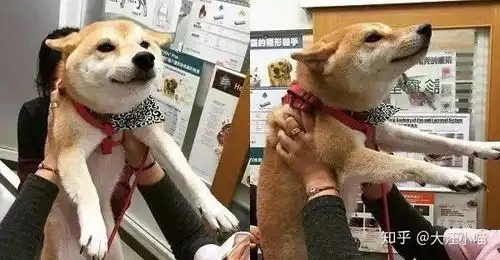  狗子坦然面对打针,狗子其实我是被吓到挺尸...