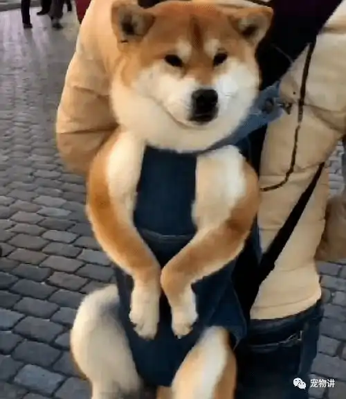  主人带柴犬出门逛街,柴犬的表情一脸懵圈,而路人纷纷笑到岔气