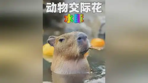  情绪超级稳定的水豚,这世上就没有它在乎的东西