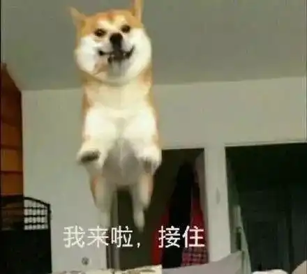  狗狗泪痕严重,离不开这五个原因第五条90的主人都不知道