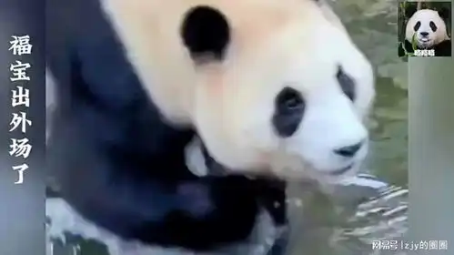  神奇动物在大熊猫福宝出外场了适应能力太强了