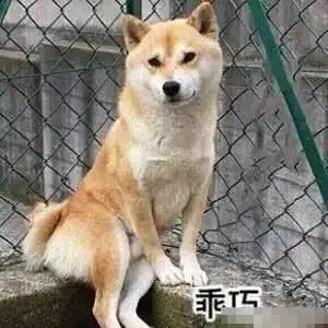  表情包之贱贱的柴犬