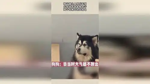  狗子随主人饭店吃饭,无意间看到老板杀羊,狗子竟被吓出表情包