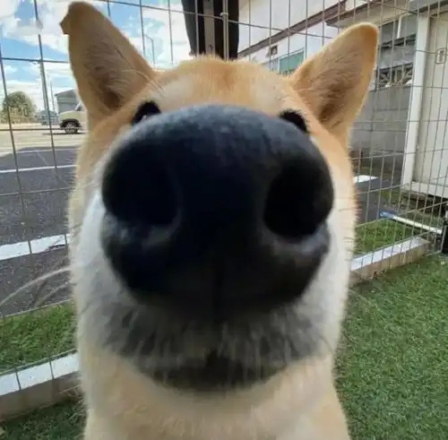 猫猫狗狗表情包