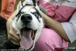  一周国际图片新闻精粹二哈表情包