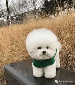  傻傻惹人疼,这只比熊犬无辜表情萌得不要不要的无线频道