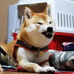  我的表情包去世了