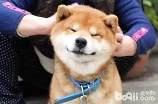  柴犬和秋田犬哪个犬种比较好养