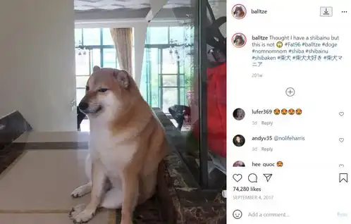  这个一直给doge当配角的狗子正在成为下一代doge