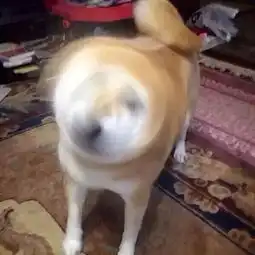 柴犬挨打表情包不讲道理