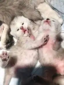  九张顺序动态图萌萌的银渐层宝宝们