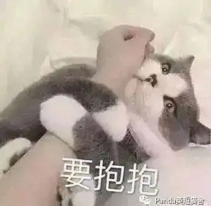  喵喵表情敲萌,让铲屎官毫无抵抗力