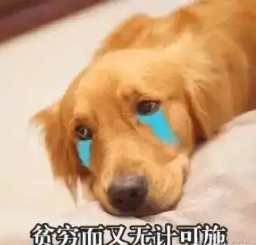  养了大金毛,你就拥有了一个强大的表情包