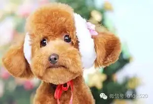  原来泰迪也是一个表情包