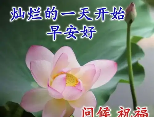  早安心语笑而不语是一种成长,痛而不言是一种历练