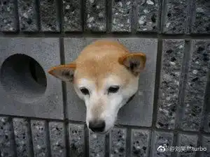  刘昊然为什么那么火完全get不到帅点好吗