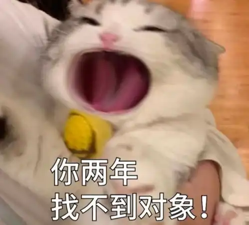 猫咪委屈实用表情包