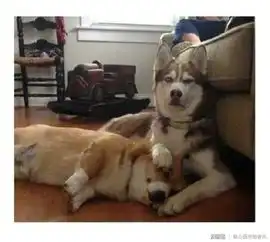  当哈士奇睡遍了全世界的狗狗之后