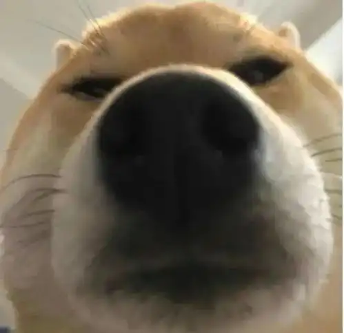  猫猫狗狗表情包