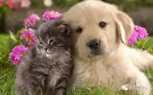 熊猫狗图片表情包橘猫
