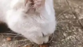  乖乖被摸头的乖巧亲人小白整个院子里最讨人喜欢的猫咪了