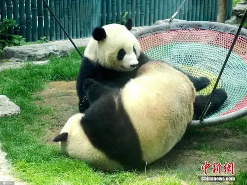  熊猫为啥降级二级保护动物大熊猫降级是怎么回事
