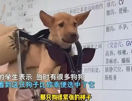  兽医老师用志愿狗进行穴位讲解,学生看了眼汪后表情也太真实了