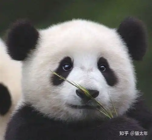  如果每个国家都可以对应一个动物别称,你能对应多少个国家