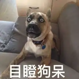  狗年缺表情包微信群无法开怼那么请收下这一波豪华表情包套餐