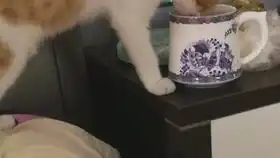  橘猫第一次外出会是什么表情