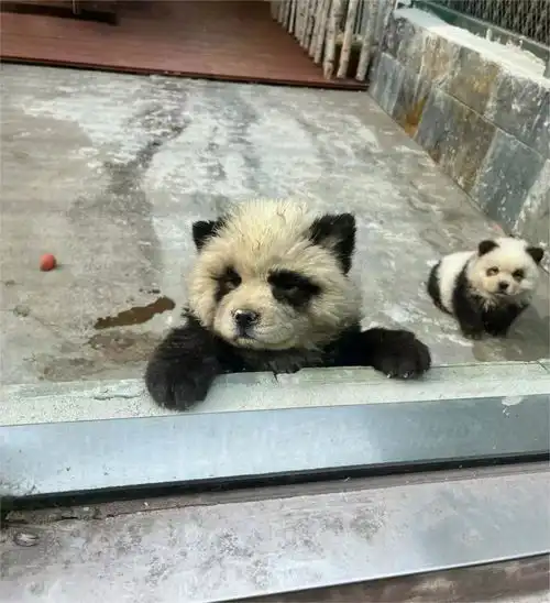  泰州动物园熊猫犬引争议,回应特地引进,引进时已染色