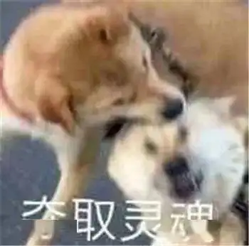  最全沙雕狗子表情包合辑年度最傻狗子都在这儿了