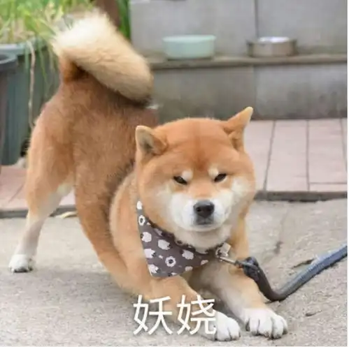 柴犬有体臭怎么办