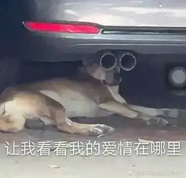  沙雕表情包大赛没有最沙雕,只有更沙雕