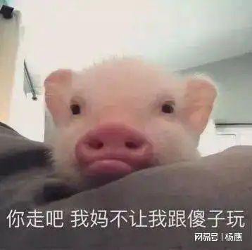  是谁在说猪是蠢猪呢