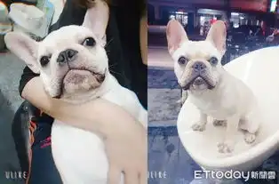  有其主必有其狗奴才模仿爱犬表情网笑疯认证亲生的