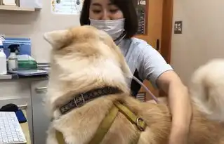 cheese狗子表情包秋田犬