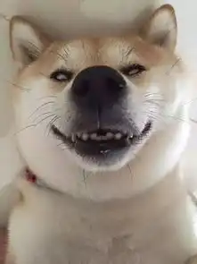  我的表情包去世了