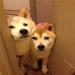 柴犬挨打表情包手办