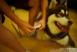  狗生赢家王思聪为狗狗做美甲表情宠溺