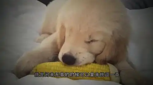  金毛找到一个辣椒,抱着就开始啃,被辣到后表情太搞笑了