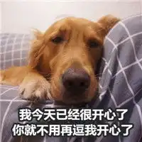  我真的没闹情绪我开心着呢表情包金毛我没生气真没生气表情包下载乐游网游戏下载